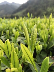 china tea, tea garden, thea viridis, tea, green tea, china, rural, china tea, china tea, china tea, china tea, china tea, tea garden, tea garden, tea garden, tea garden, tea garden, tea, tea, tea, tea, tea, green tea, green tea, green tea, china, china